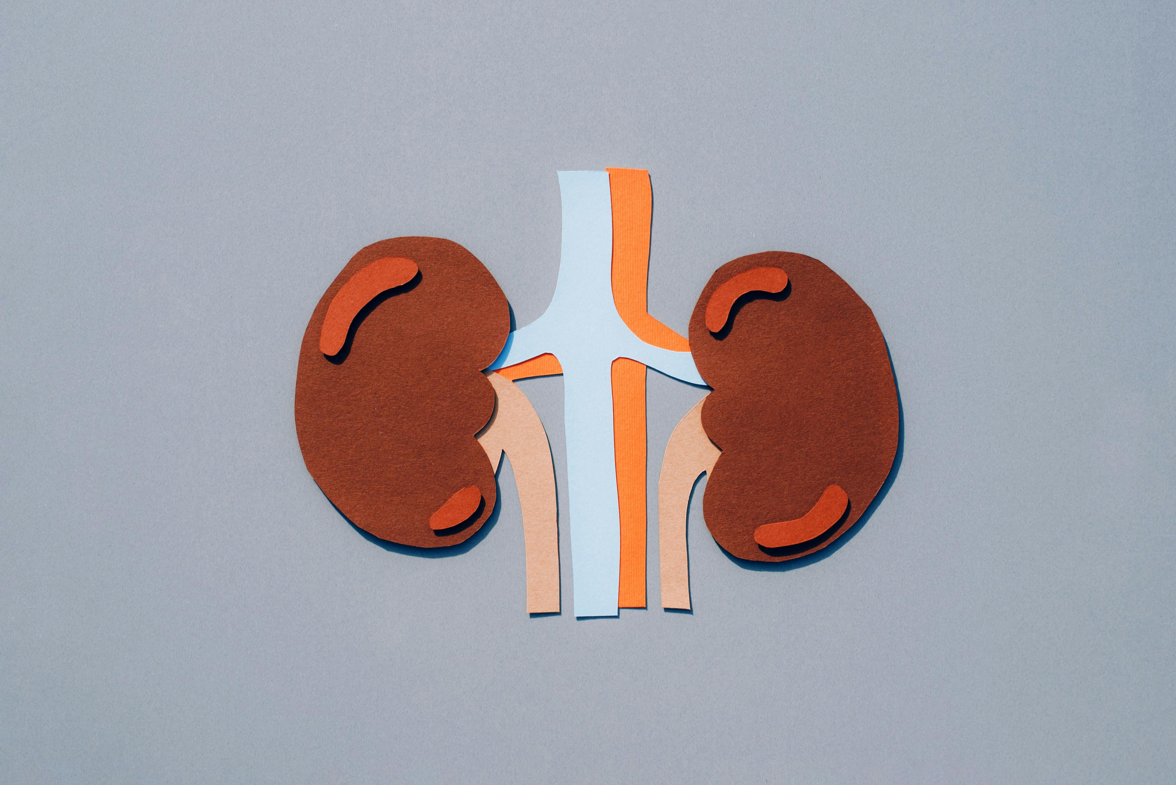 A graphic of kidneys